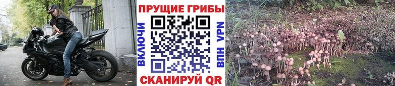 Псилоцибиновые грибы Psilocybe  Купить  Сердобск 